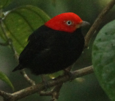 Red-capped Manakin. Photo by Steve Bird. 