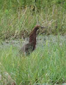 Rufescent Tiger-Heron. Photo by Steve Bird. 