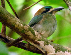 Tody Motmot. Photo by Carlos Bethancourt. 