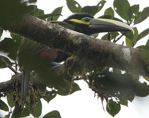 Yellow-eared Toucanet. Photo by Steve Bird. 