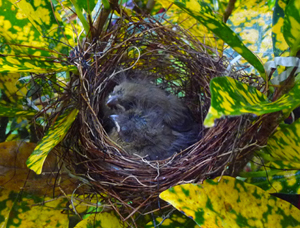 Variable Seedeater chicks in nest. Photo by Gina Nichol.