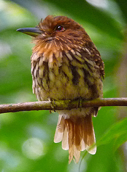 White-whiskered Puffbird.  Photo by Gina Nichol.