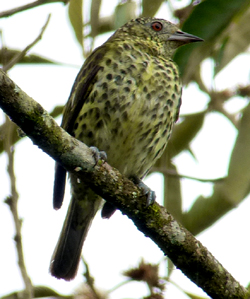 Sharpbill. Photo by Gina Nichol. 