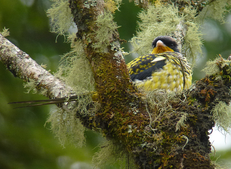SWALLOW-TAILED COTINGA on nest 