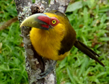 Saffron Toucanet