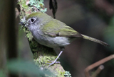 Serra do Mar Tyrannulet