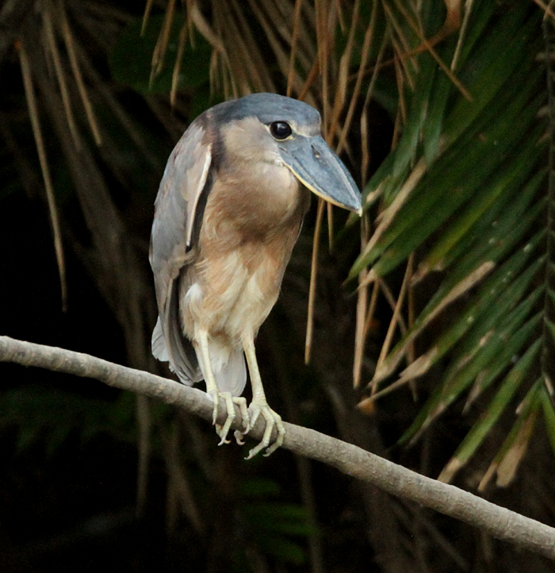 Boat-billed Heron.  Photo by Steve Bird