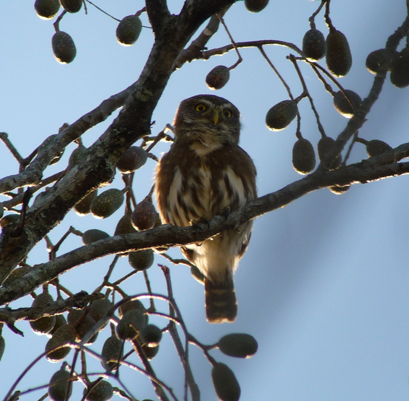 Ferruginous Pygmy-owl. Photo by Gina Nichol.