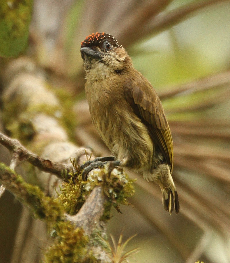 Olivaceous Piculet. Photo by Steve Bird.
