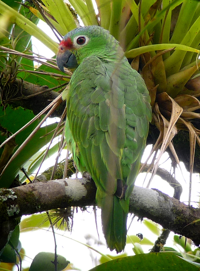 Red-lored Parrot. Photo by Gina Nichol.