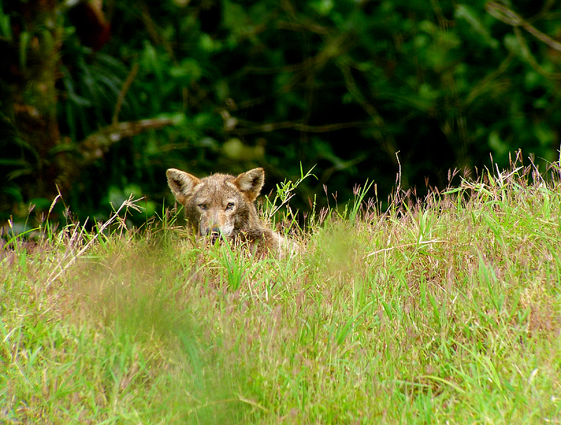 Coyote. Photo by Gina Nichol.