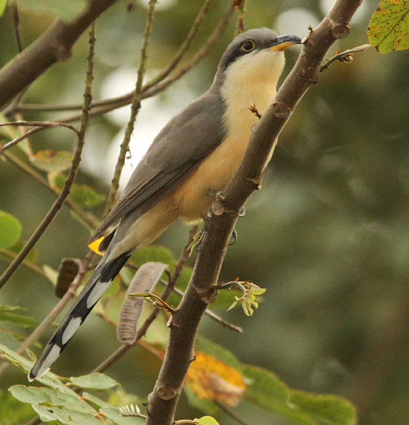 Mangrove Cuckoo. Photo by Steve Bird.