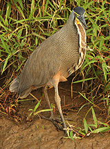 Bare-throated Tiger Heron. Photo by Steve Bird.