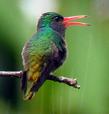 Blue-throated Goldentail. Photo by Gina Nichol.