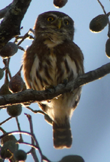 Ferruginous Pygmy Owl. Photo by Gina Nichol.