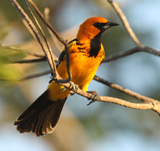 Spot-breasted Oriole. Photo by Gina Nichol.