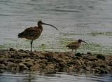 Far Eastern Curlew and Common Whimbrel