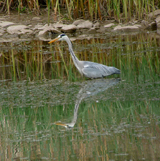 Gray Heron