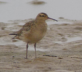 Little Whimbrel