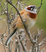 Siberian Meadow Bunting