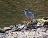 Gray-tailed Tattler