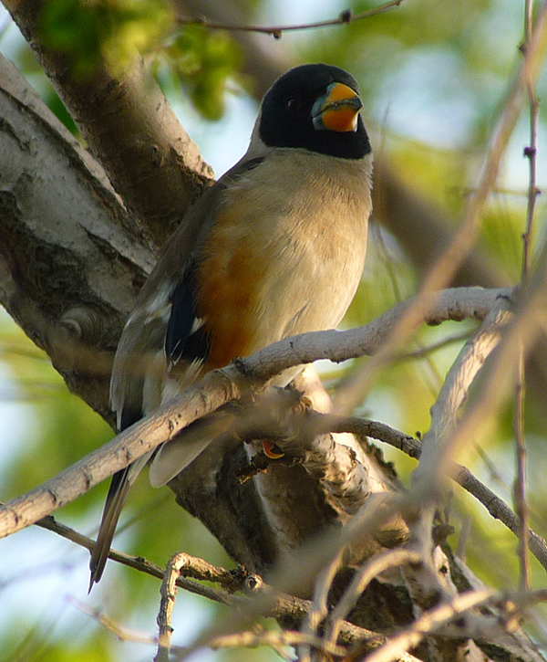 Chinese Grosbeak. Photo  Gina Nichol 