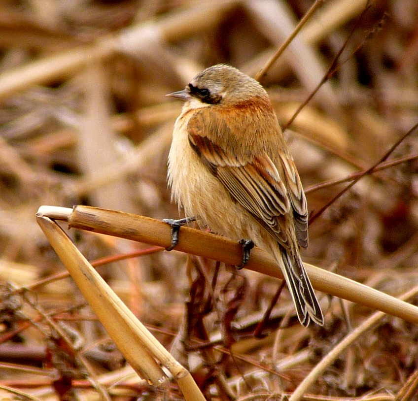 Chinese Penduline Tit. Photo  Gina Nichol 