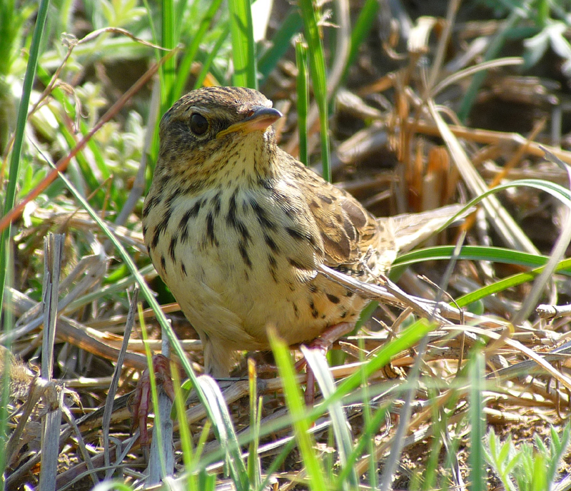 Lanceolated Warbler  Gina Nichol 