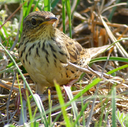 Lanceolated Warbler. Photo by Gina Nichol.