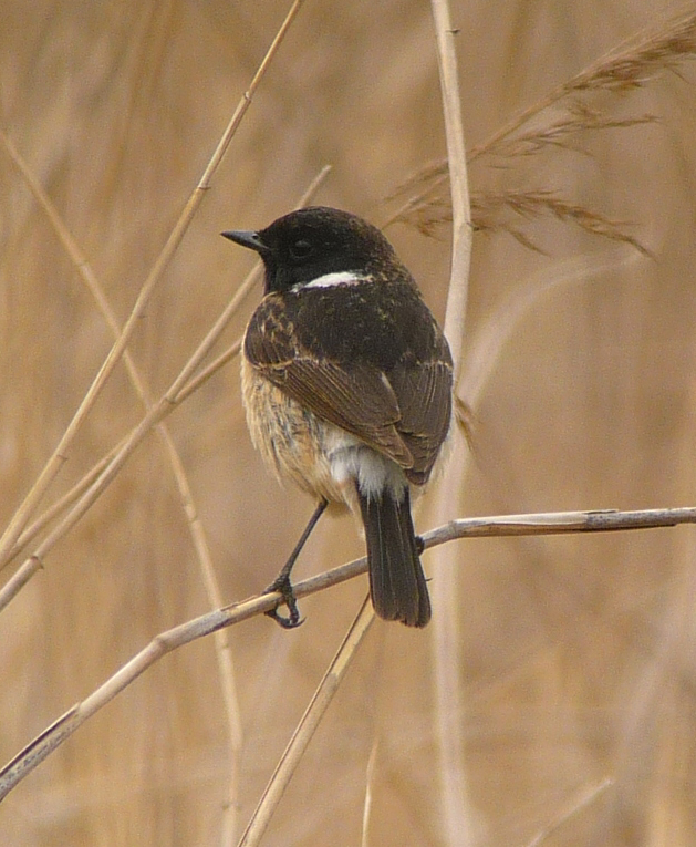 Siberian Stonechat. Photo  Gina Nichol 