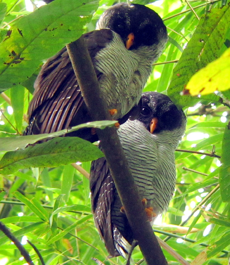 Black-and-White Owls