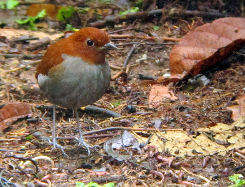 Bicolored Antpitta