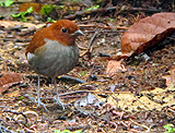 Bicolored Antpitta