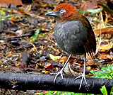 Chestnut-naped Antpitta