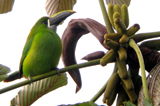 Santa Marta Toucanet