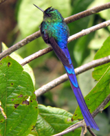 Violet-tailed Sylph