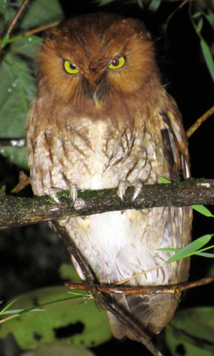 Santa Marta Screech Owl. Photo by Diego Calderon