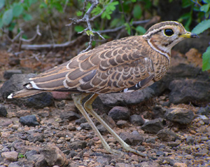 Hueglin's Courser. Photo by Gina Nichol. 