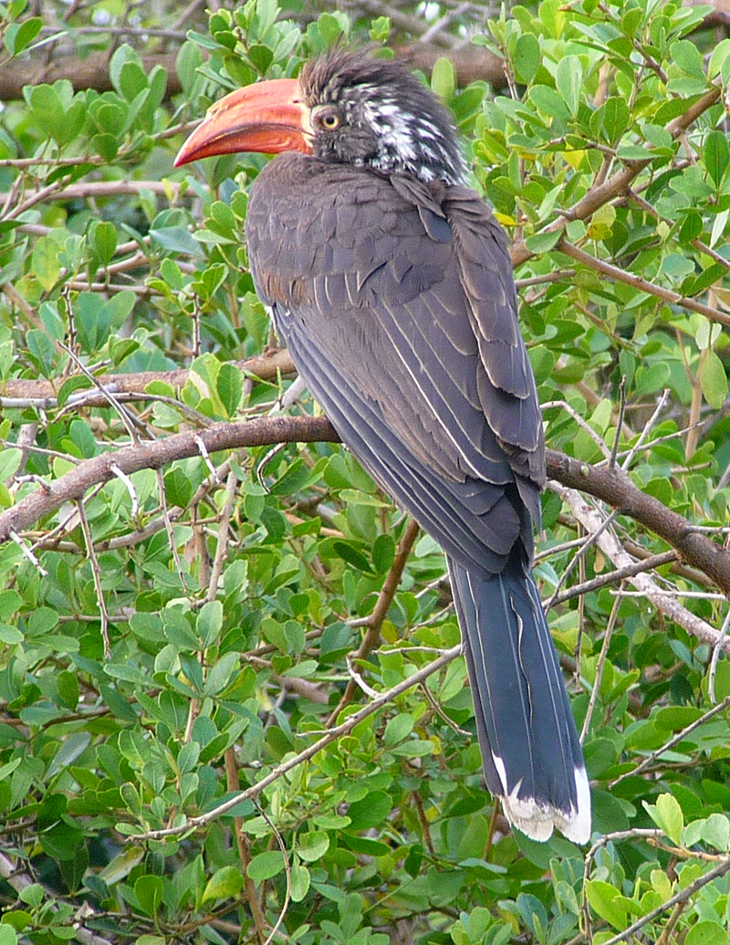Crowned Hornbill by Gina Nichol