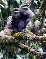 Blue Monkey photo by Gina Nichol