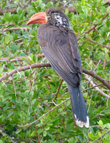 Crowned Hornbill Photo by Gina Nichol