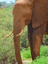 Elephant photo by Gina Nichol