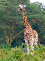 Rothchild's Giraffe photo by Gina Nichol