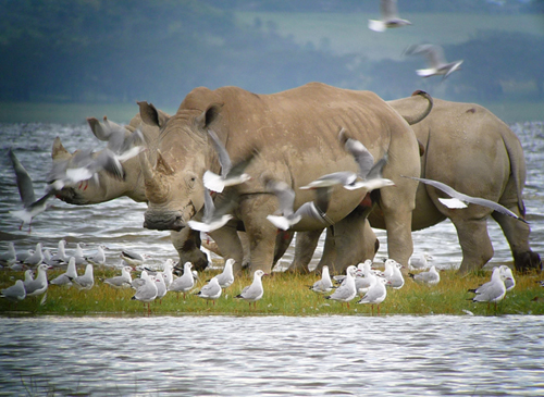 White Rhinos at Lake Nakuru. Photo by Gina Nichol
