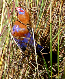 Purple Grenadier. Photo by Gina Nichol.