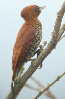 Cinnamon Woodpecker. Photo by Carlos Bethancourt.