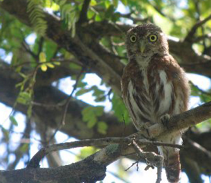 Ferruginous Pygmy Owl. Photo by Carlos Bethancourt.