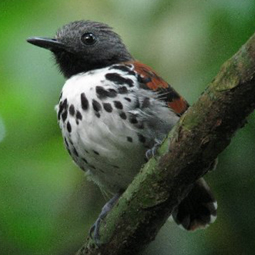 Spotted Antbird by Carlos Bethancourt
