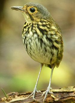 Streak-chested Antpitta. Photo by Carlos Bethancourt.