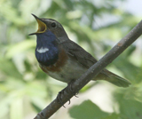 Bluethroat